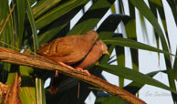 Pigeons plombés / Matoury (Guyane française), août 2012